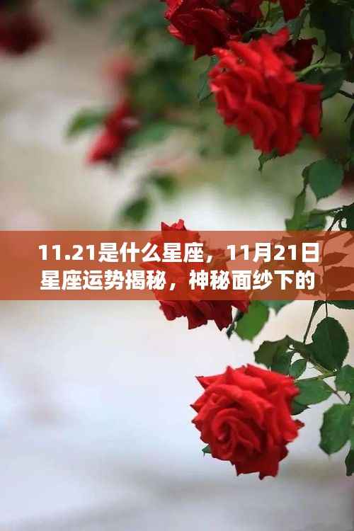 揭秘11月21日星座运势与个性魅力,神秘面纱下的天蝎座魅力展现