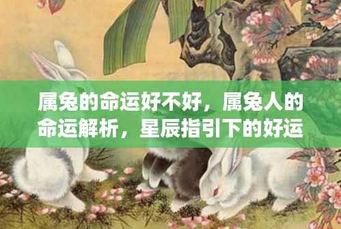 属兔人的命运解析与星辰指引的好运之旅,探寻属兔命运的好坏