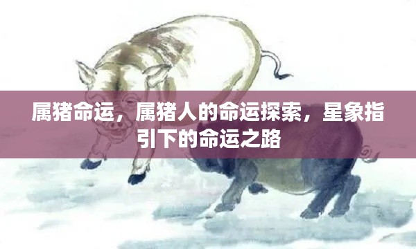 属猪人的命运探索,星象指引下的命运之路