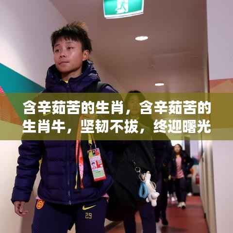 生肖牛含辛茹苦,坚韧不拔,终见曙光,逆境中的坚韧与希望