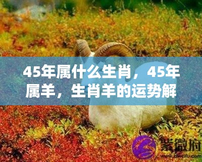生肖羊运势解析,深度解读45年属羊人的运势特点