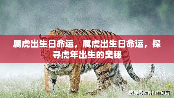 探寻虎年出生日的命运奥秘,属虎人的命运解析