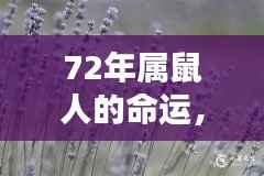 72年属鼠人的命运深度解析