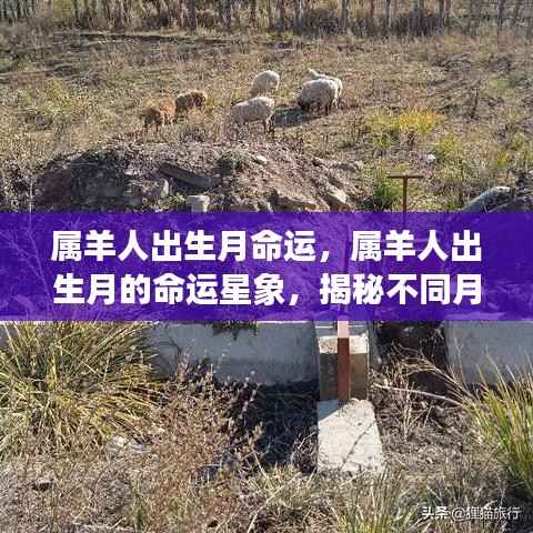 揭秘属羊人出生月份与命运星象,不同月份出生的羊儿人生轨迹探讨