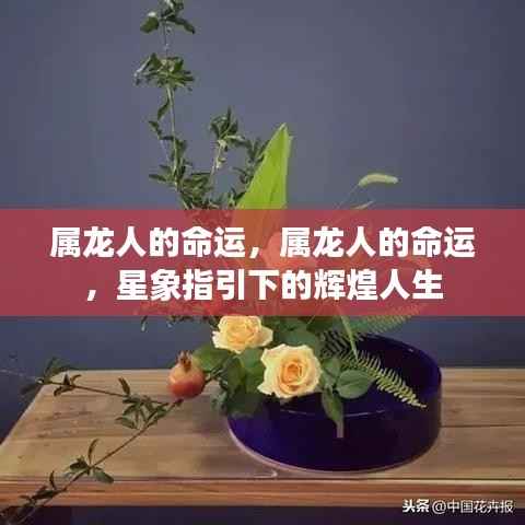 属龙人的命运,星象指引下的灿烂辉煌人生