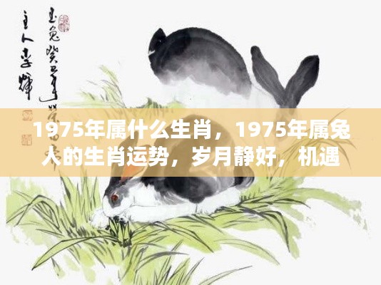 1975年属兔人的生肖运势,岁月静好,机遇与挑战并存