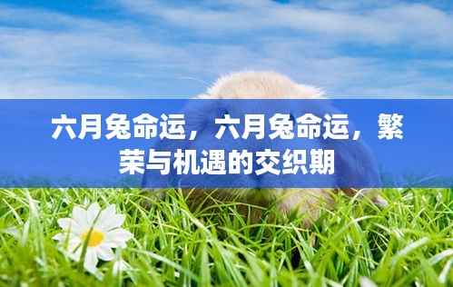 六月兔的命运,繁荣与机遇的交织时期