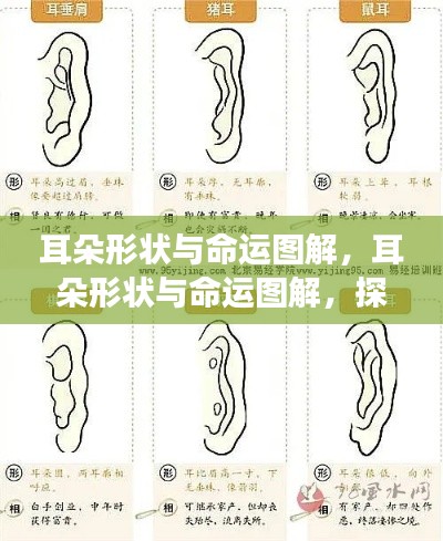 耳朵形状与命运图解,探索星象奥秘的启示