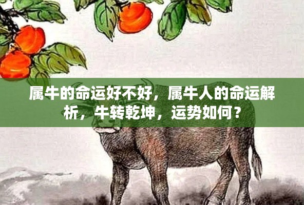 属牛人的命运详解,运势解析与牛转乾坤展望
