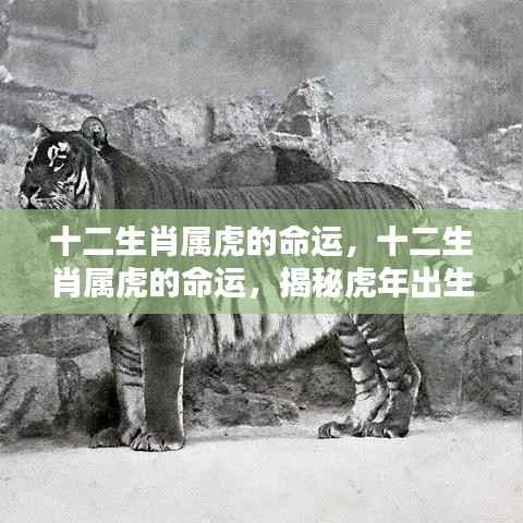 揭秘十二生肖属虎命运,辉煌篇章开启!