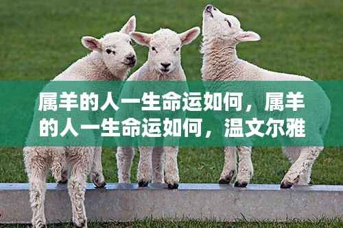 属羊人的命运解析,温文尔雅中的坚韧与机遇挑战