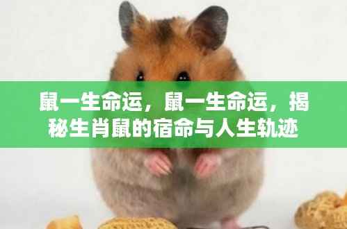 揭秘生肖鼠的宿命与人生轨迹,一生命运解析
