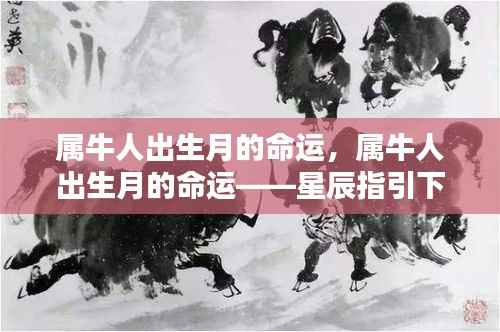 属牛人出生月的命运揭秘,星辰指引下的命运轮廓