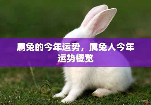 属兔人今年运势概览,全面解析属兔者的运势走向