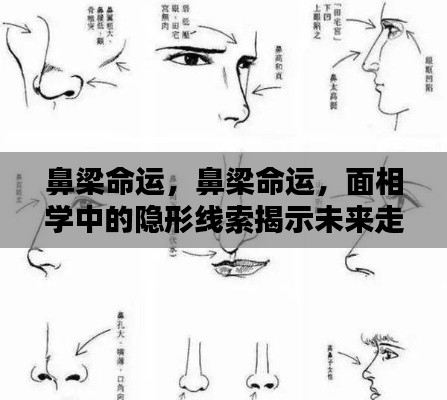 面相学揭秘,鼻梁命运中的隐形线索揭示未来走向