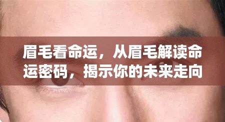 眉毛揭示命运密码,洞悉未来走向的奥秘探索