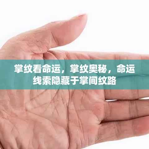 掌纹奥秘，揭示命运线索，掌纹纹路揭示未来