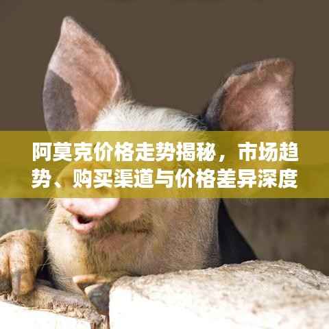 阿莫克价格走势揭秘,市场趋势、购买渠道与价格差异深度解析