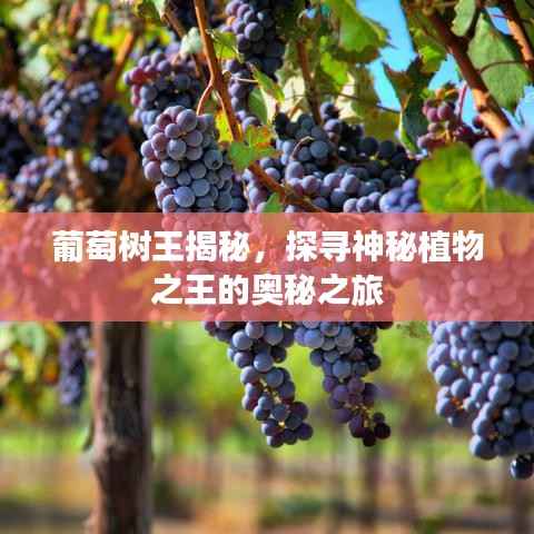 葡萄树王揭秘,探寻神秘植物之王的奥秘之旅