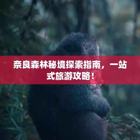 奈良森林秘境探索指南,一站式旅游攻略!