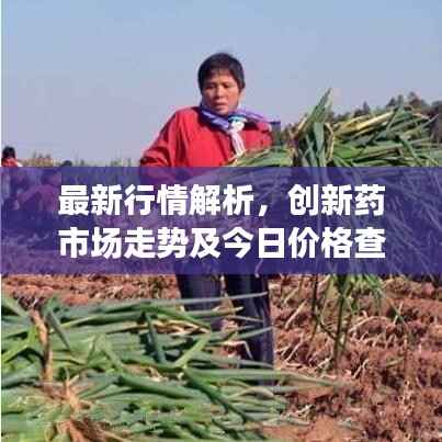 最新行情解析,创新药市场走势及今日价格查询