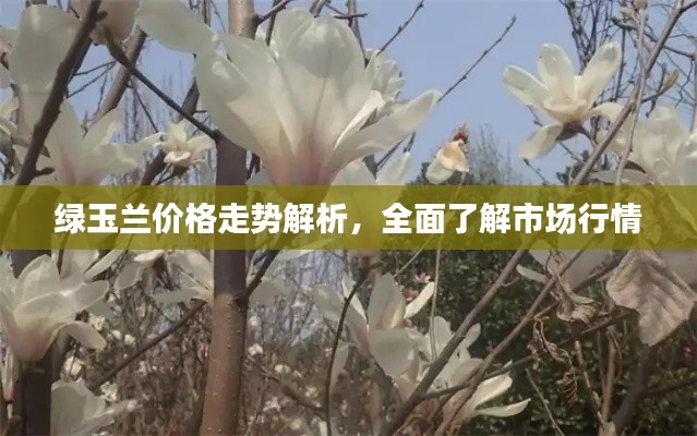 绿玉兰价格走势解析,全面了解市场行情