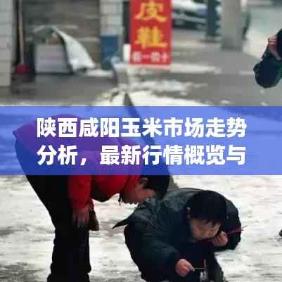 陕西咸阳玉米市场走势分析,最新行情概览与预测