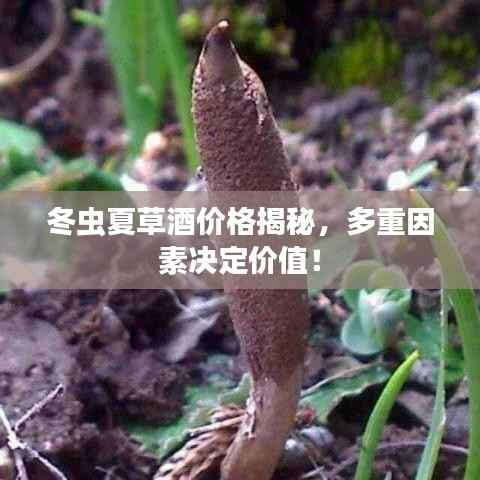 冬虫夏草酒价格揭秘,多重因素决定价值!