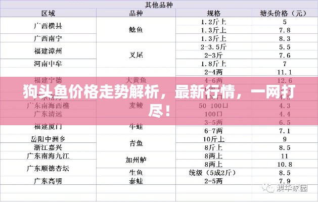 狗头鱼价格走势解析,最新行情,一网打尽!